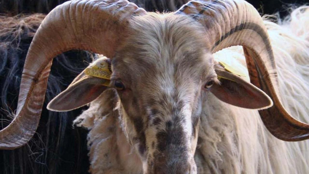 Anche gli arieti ora si trovano online