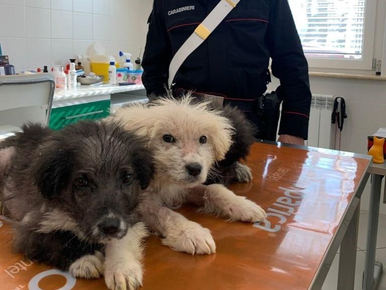 I cuccioli salvati dai carabinieri