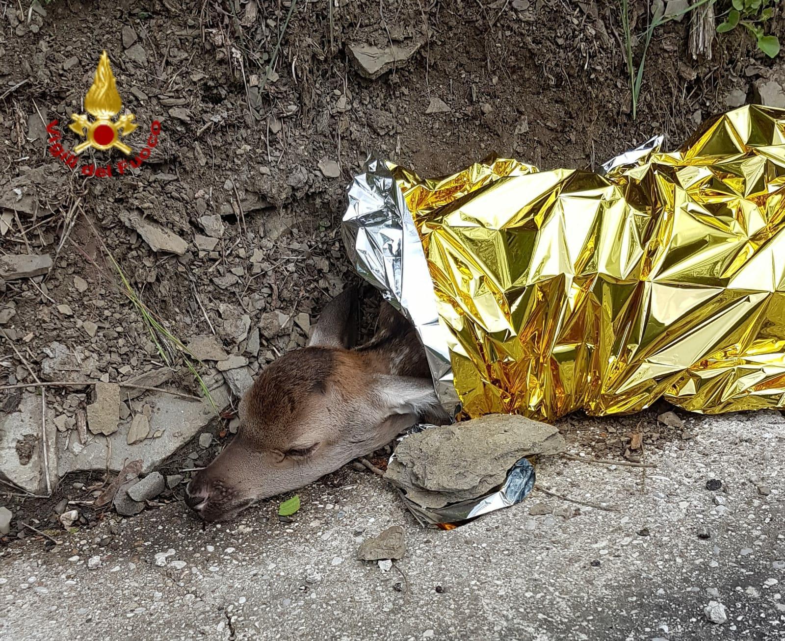 Il cerbiatto soccorso dai vigili del fuoco