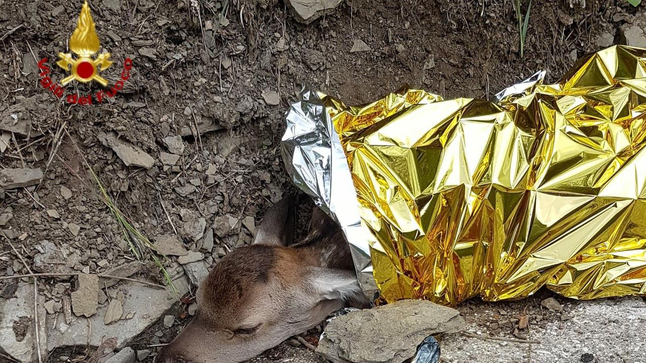 Il cerbiatto soccorso dai vigili del fuoco