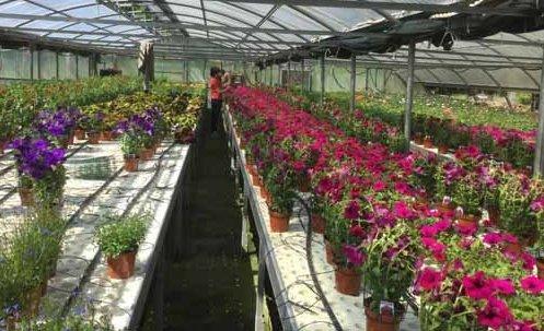 L’Agrario di Soliera vende piante e fiori di sua produzione
