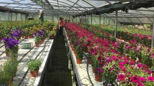 L’Agrario di Soliera vende piante e fiori di sua produzione