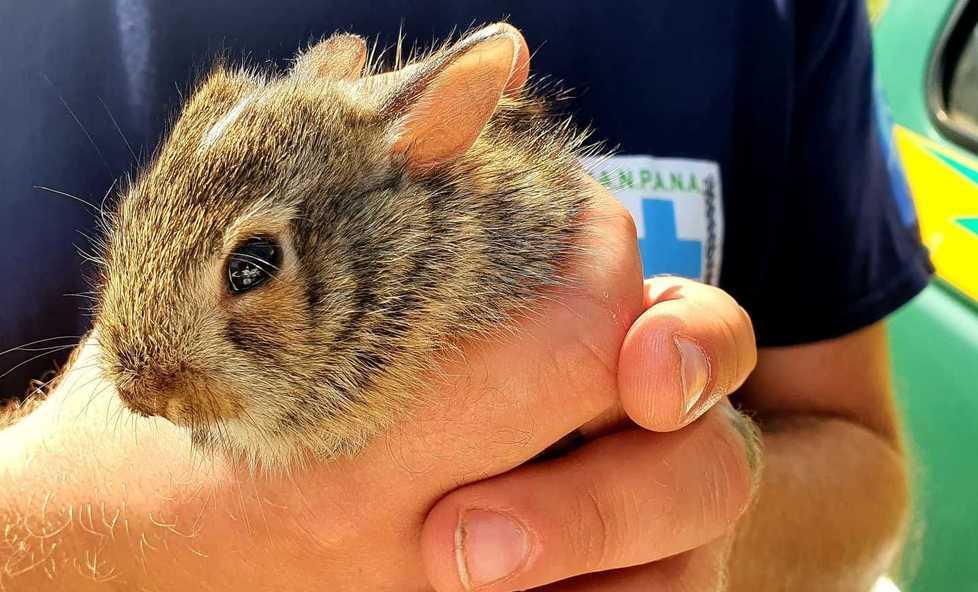 Ci sono angeli che vegliano su uccellini e piccoli animali 