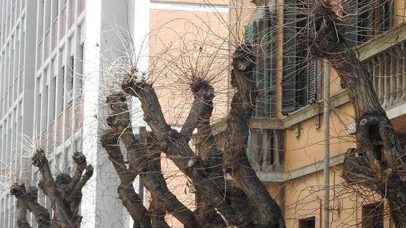 Tigli malati e irrecuperabili