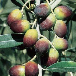 Tre anni di ricerche e il genoma dell’olivo non ha segreti