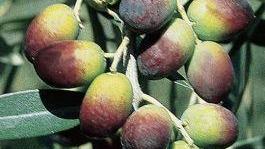 Tre anni di ricerche e il genoma dell’olivo non ha segreti