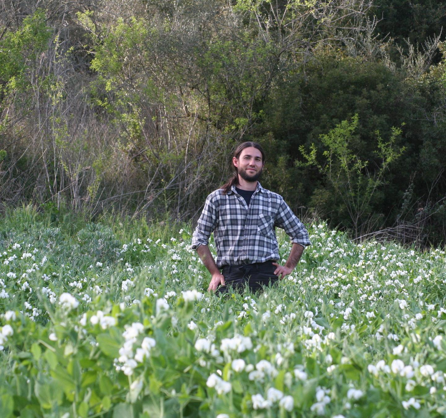 Piselli, tesoro di varietà antiche e dimenticate 