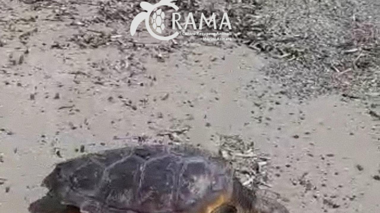 Rimessa in salute all'Asinara la tartaruga riprende il mare