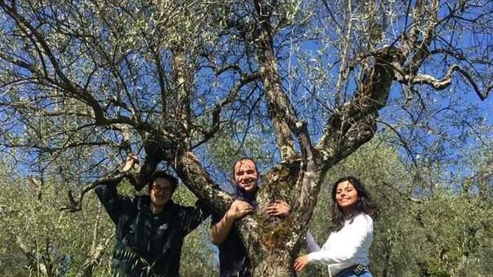 Adotta un ulivo, salvi le piante e ti assicuri due litri d’olio bio