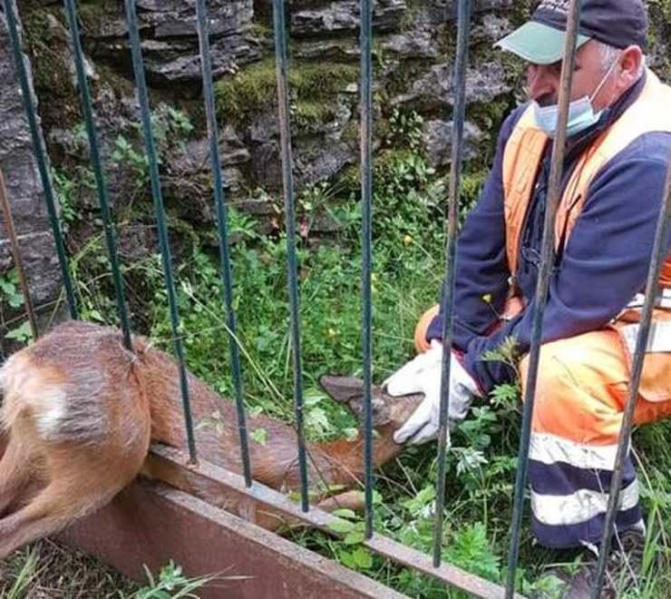 Un capriolo salvato dalle sbarre di un recinto