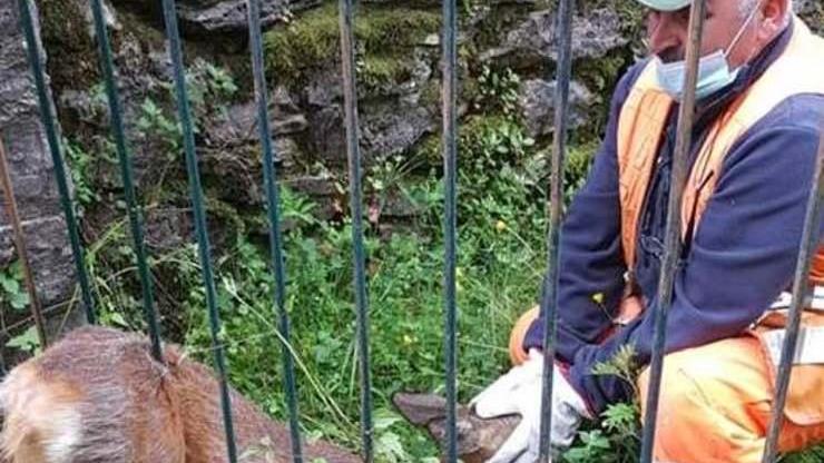 Un capriolo salvato dalle sbarre di un recinto