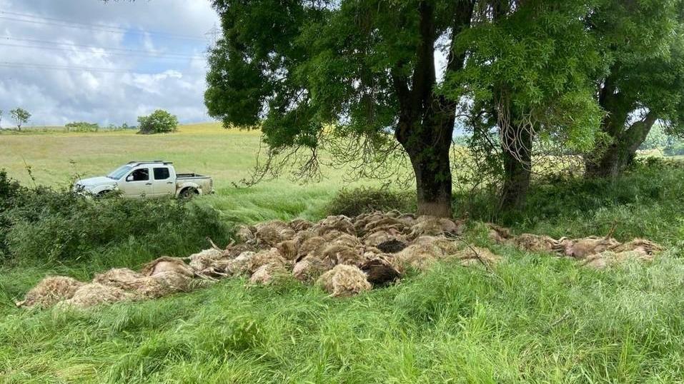 Strage nel pascolo 72 pecore muoiono per sfuggire ai “lupi”