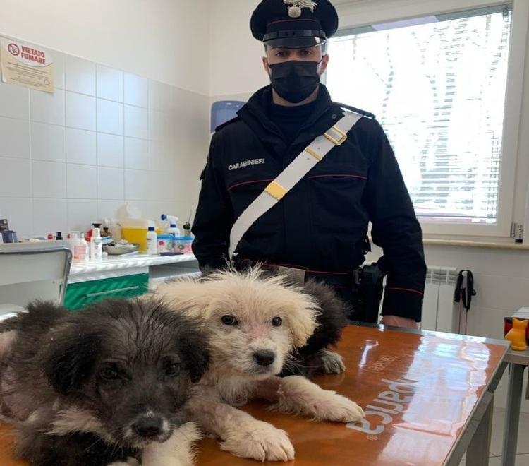 Cani maltrattati e abbandonati Denunciato allevatore