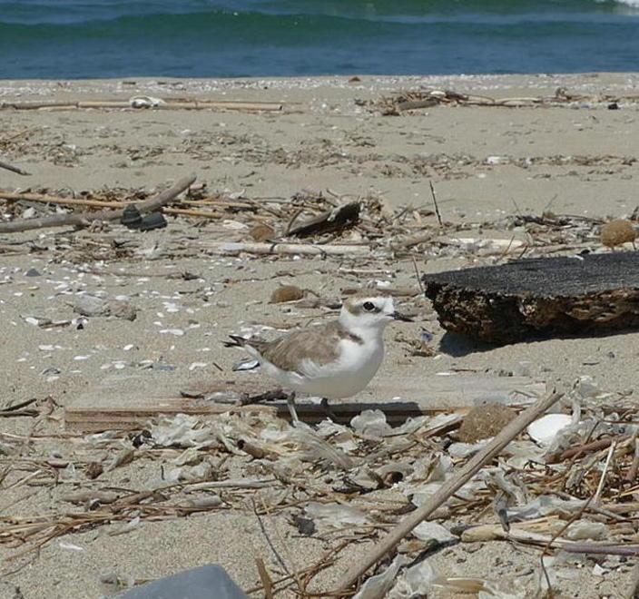 Nidi di fratino sulla spiaggia recintata parte delle dune
