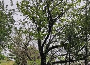 Rilancio del castagno, a Lanusei accordo tra Comune e Forestas