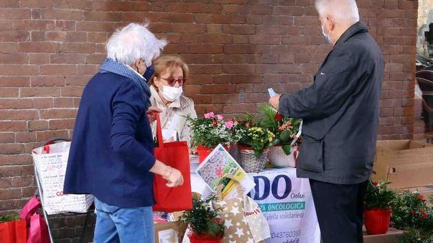 Tornano i banchetti benefici: oggi le azalee