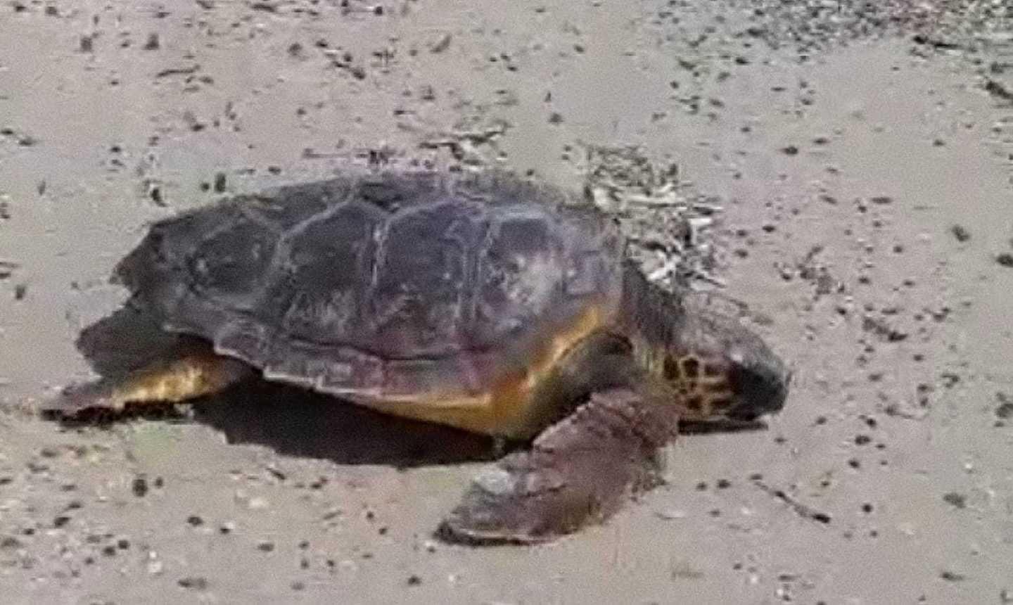La tartaruga Lorenzina curata e liberata nel mare dell’Asinara