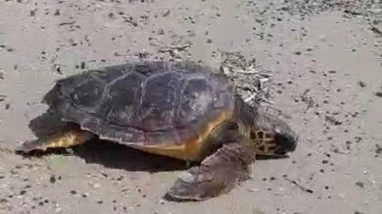 La tartaruga Lorenzina curata e liberata nel mare dell’Asinara