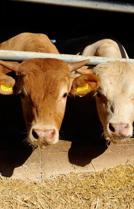 MeatCulture, la filiera è tutta sarda 