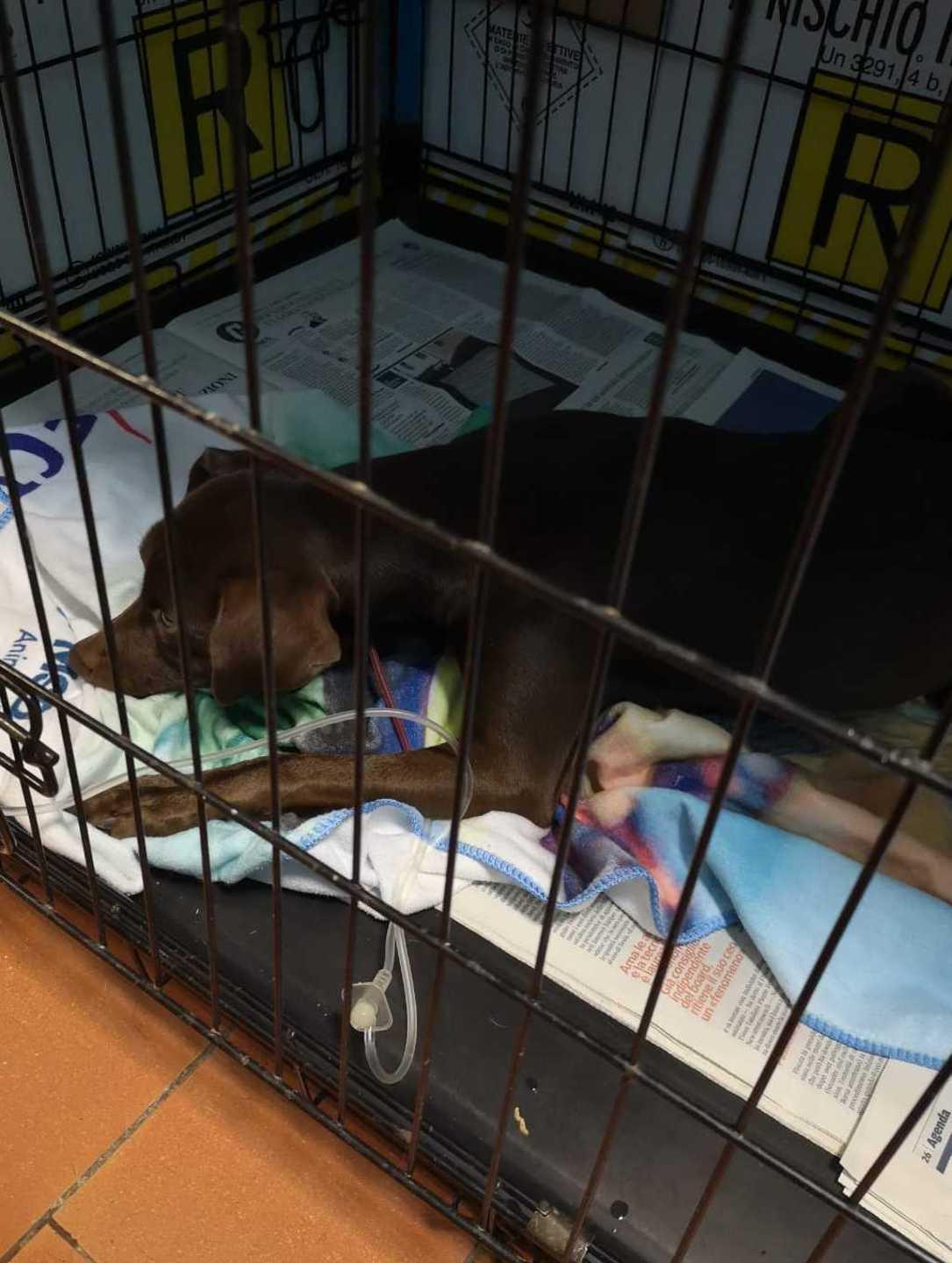 Fa volare cane dal terrazzo condannato un pensionato 