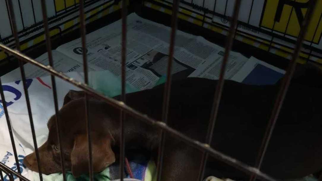 Fa volare cane dal terrazzo condannato un pensionato