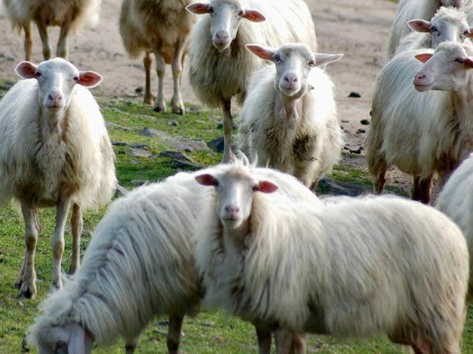 «Lasciato solo a lottare con il Covid delle pecore» 