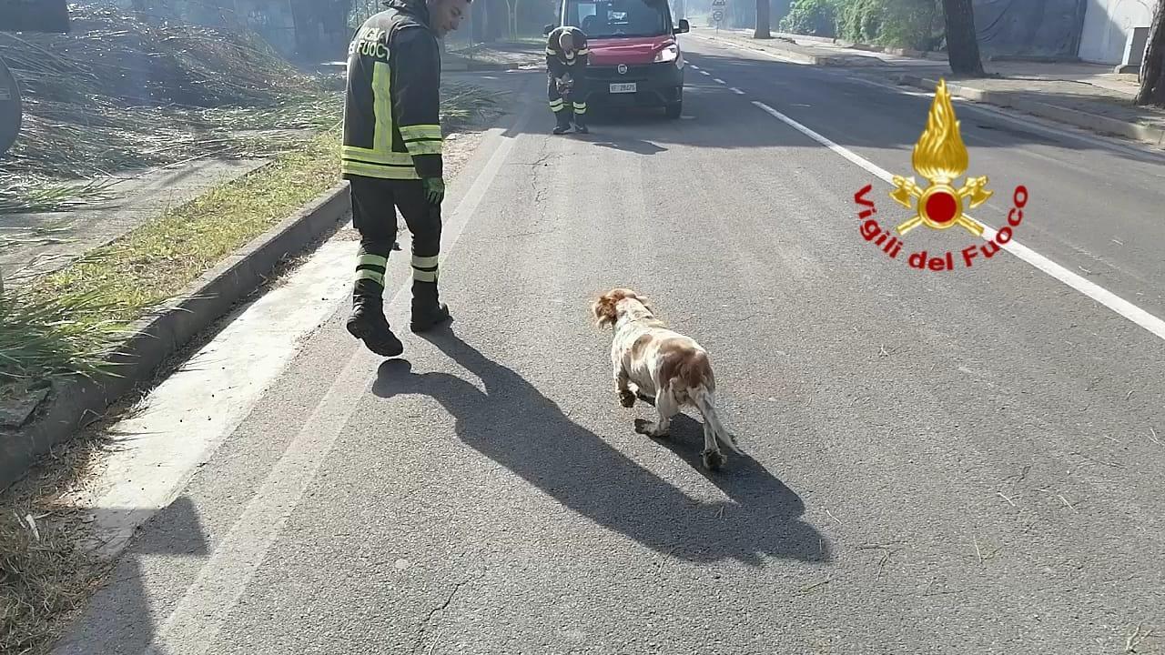 I vigili del fuoco hanno messo in salvo diversi animali domestici in pericolo a causa del vasto incendio (foto Mario Rosas)