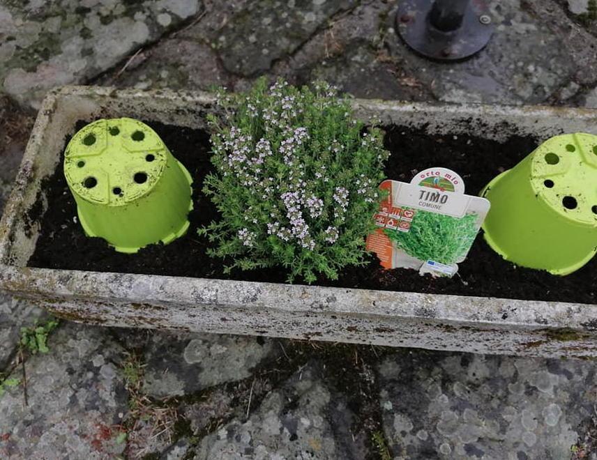 Gombereto, strade e vicoli pieni di piante aromatiche «Come nello Yorkshire”