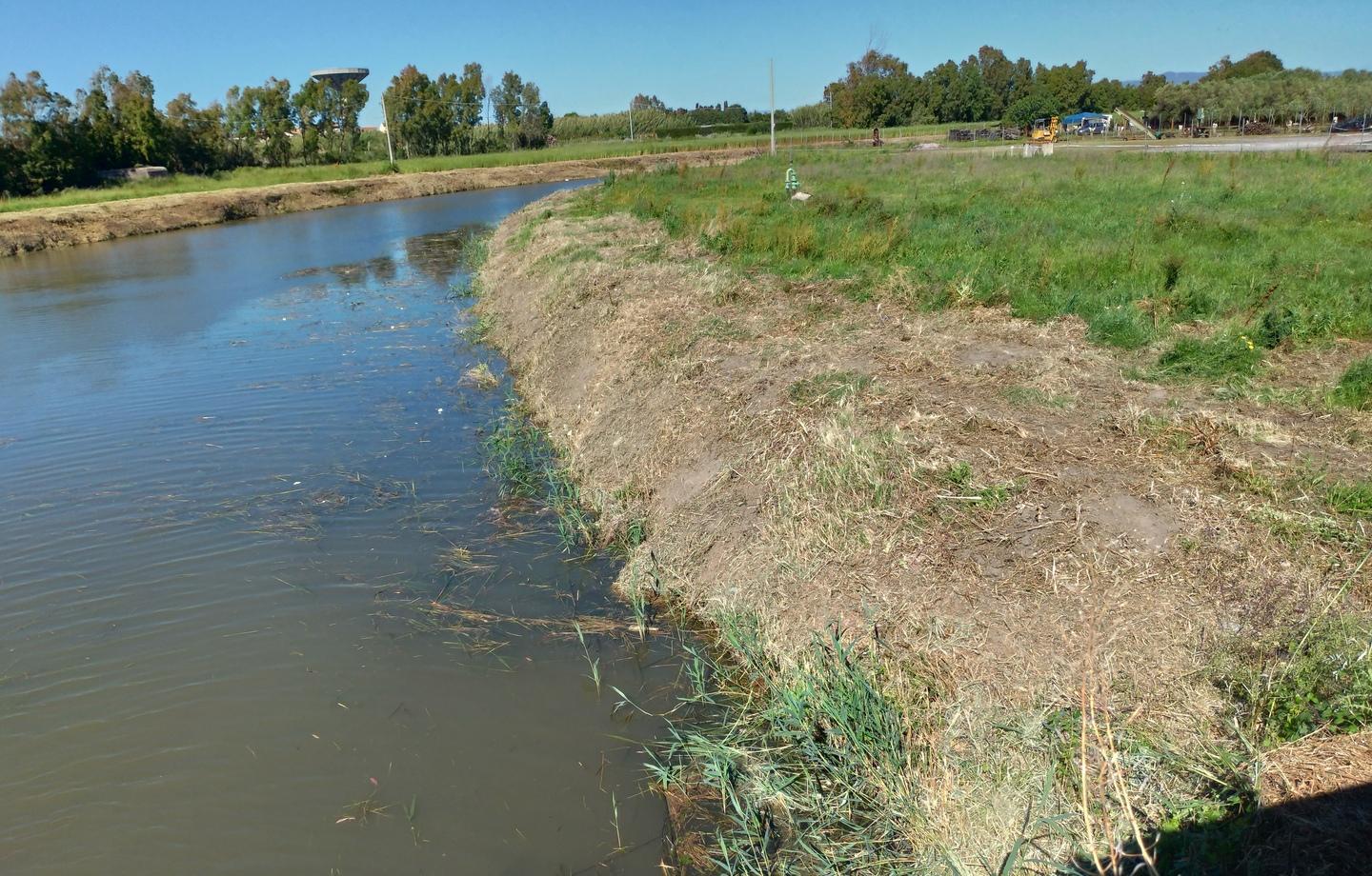 Cabras, strage di nidi e pulcini sulle sponde del Rio Tanui 