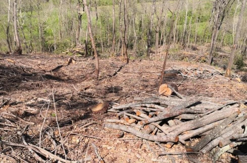 Piante abbattute in maniera indiscriminata