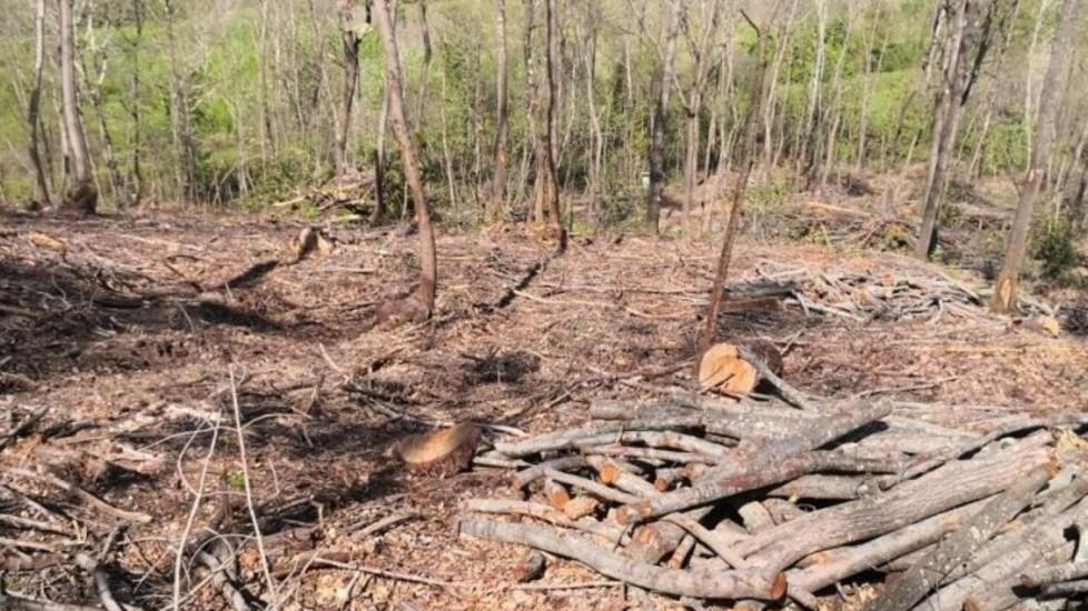 Piante abbattute in maniera indiscriminata