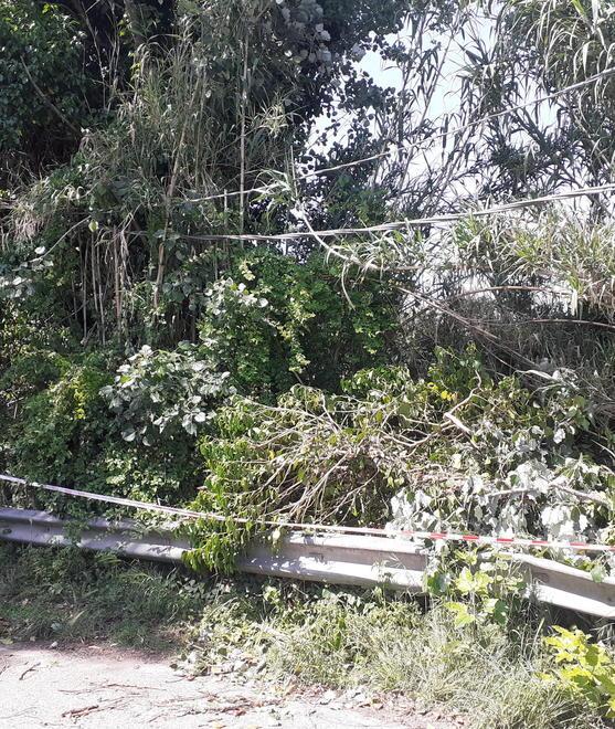 Cade una pianta e sfiora i cavi dell’elettricità