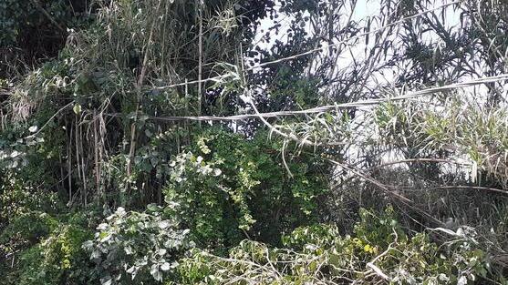 Cade una pianta e sfiora i cavi dell’elettricità