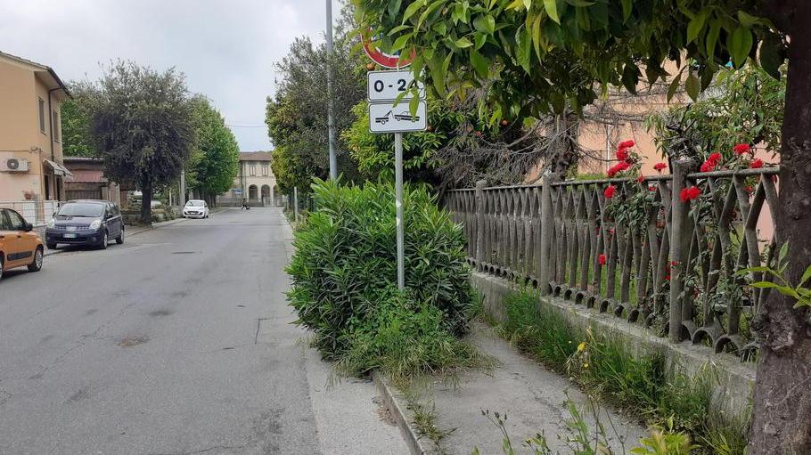 Marciapiede invaso dall’erba in via Paladini