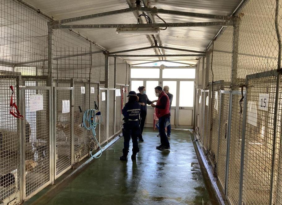  Comune di Cecina capofila nella gestione del canile 