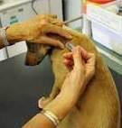 Le regole per l’iscrizione all’anagrafe canina