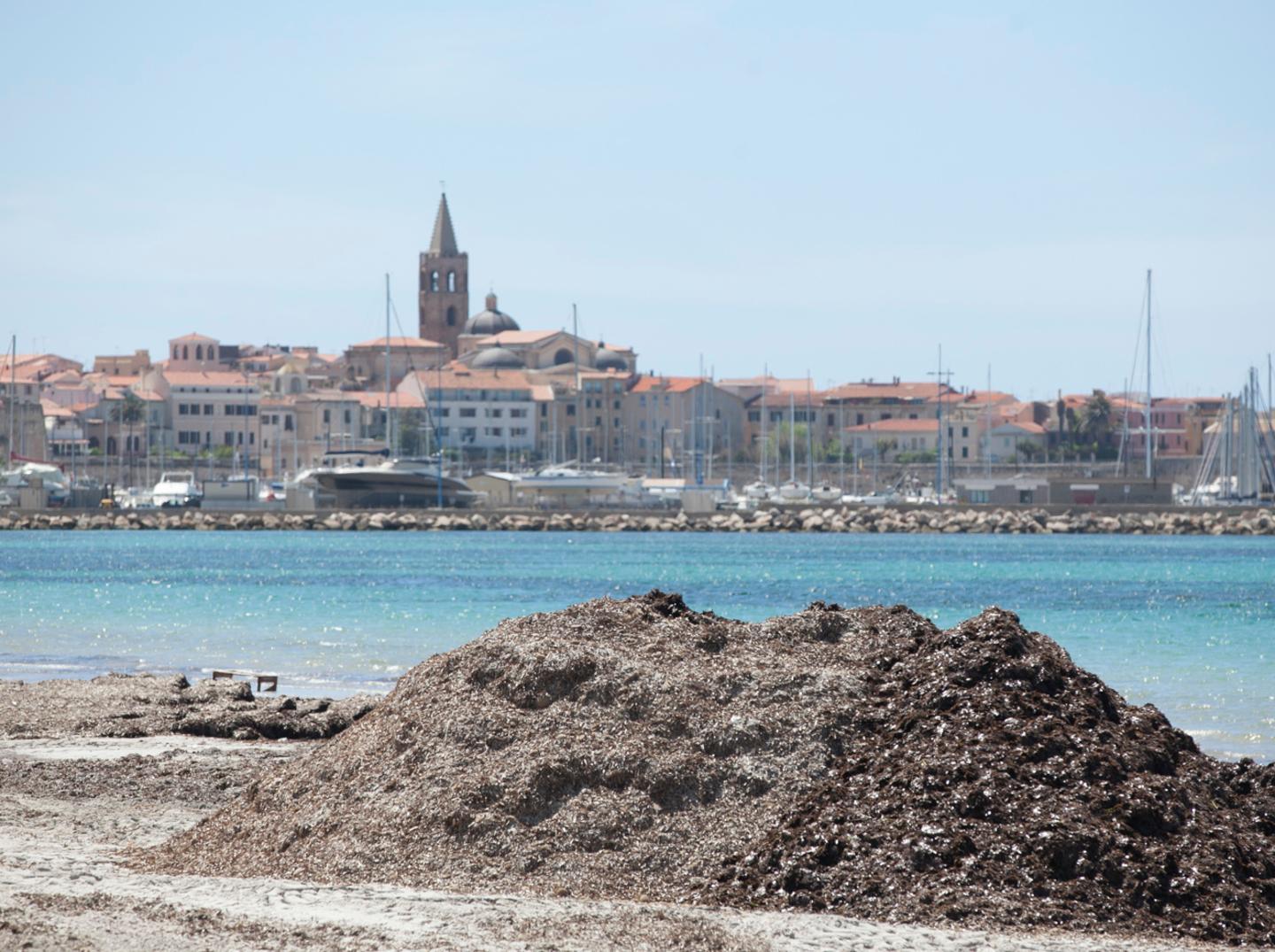 Alla Camera l’emendamento sulla posidonia 