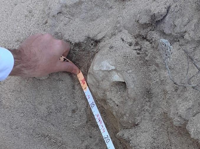 Teschio in spiaggia, attesa per gli esami tecnici 