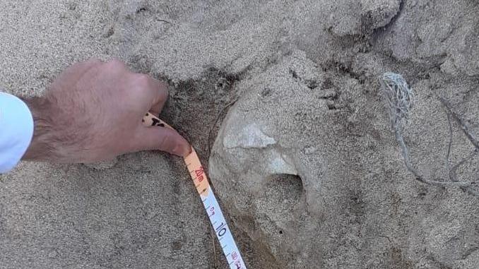 Teschio in spiaggia, attesa per gli esami tecnici