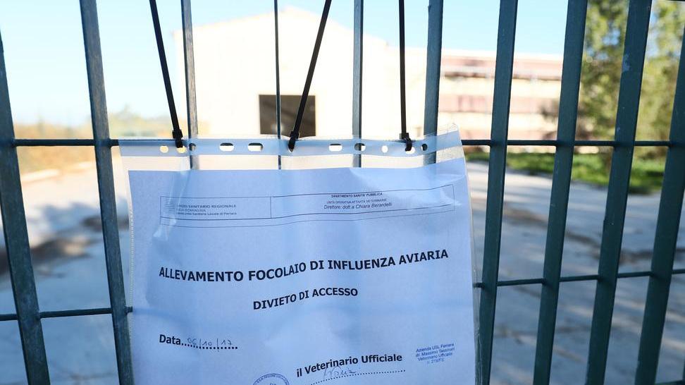 Maxitruffa alla Regione Intascano due milioni per bonifica dell’aviaria