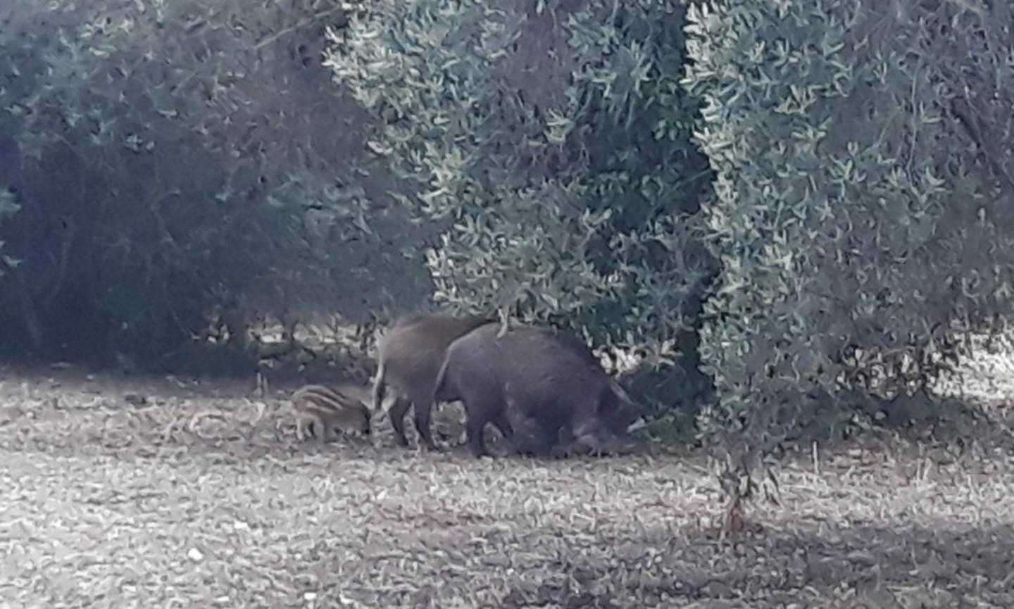 Cinghiali al pascolo in via Zanetti