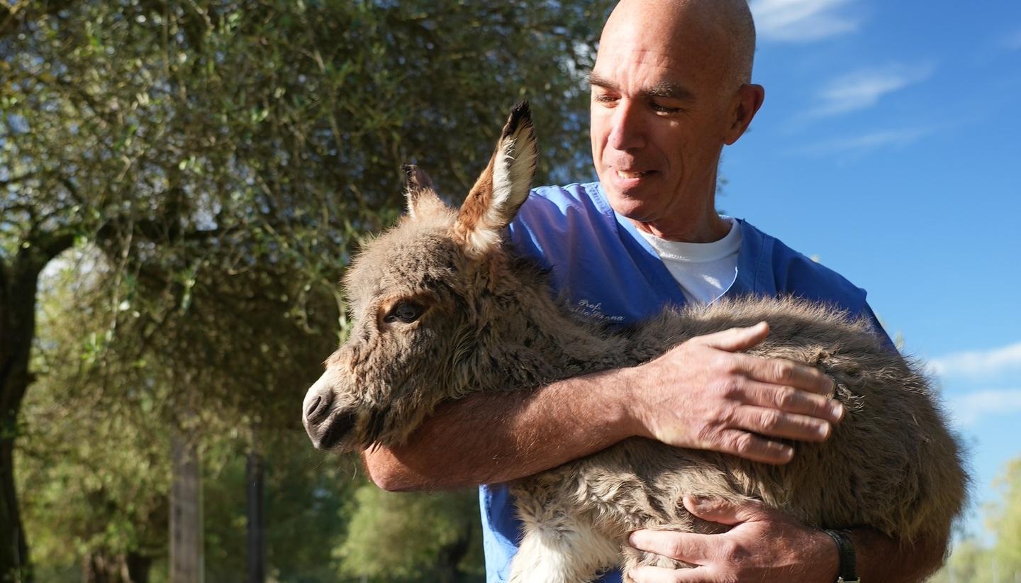 Veterinaria, la bella favola di una famiglia di asinelli 