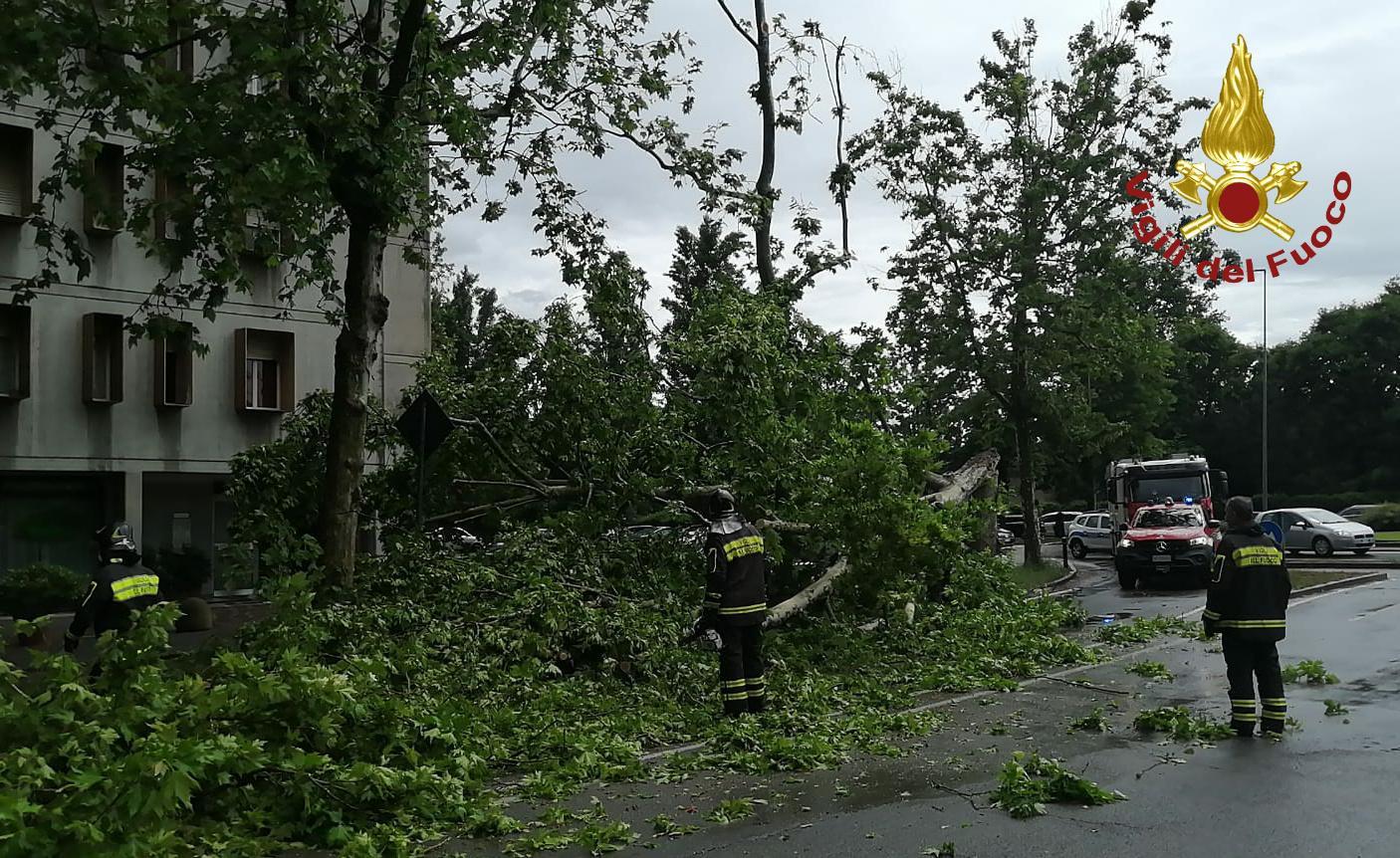 Modena. Maltempo: cade un albero lungo via Marconi. Vigili del fuoco al lavoro