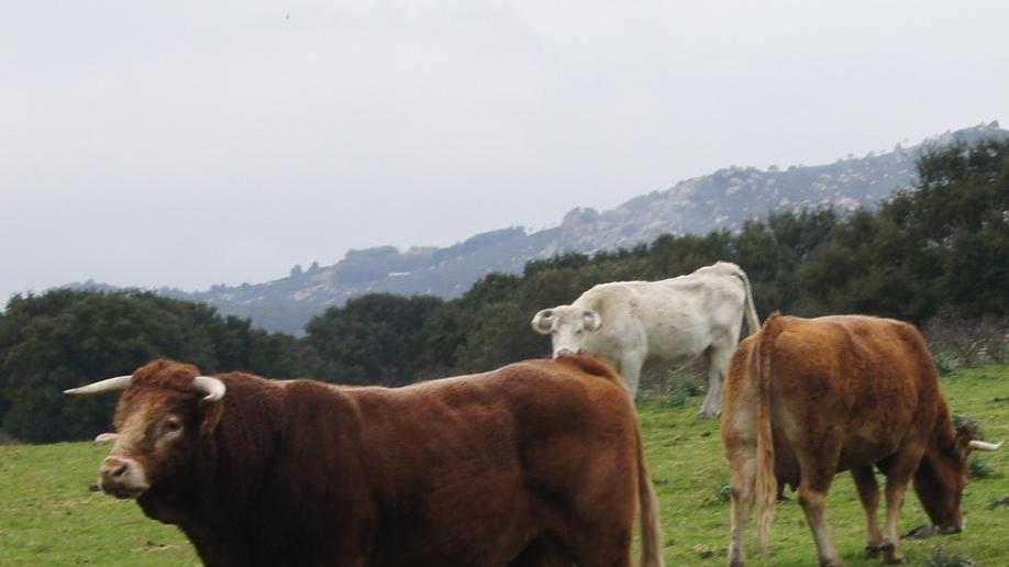 Il progetto Kent’Erbas rinviato al 2022