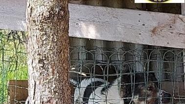 Novi. Cane rinchiuso sequestro delle guardie Ecozoofile