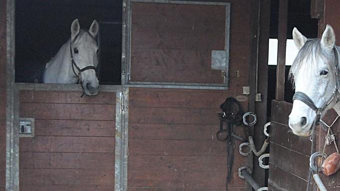 L'episodio è avvenuto all'interno di un maneggio a San Rossore (foto archivio)