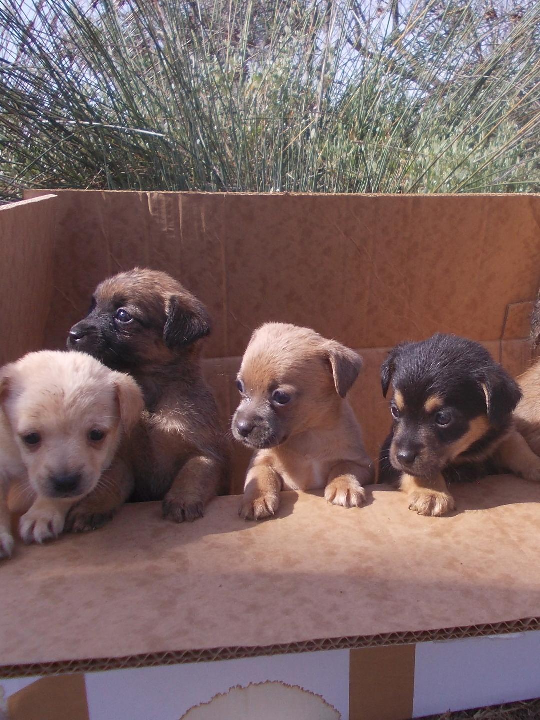 Cucciolate di cani abbandonate, il sindaco fa appello ai cittadini