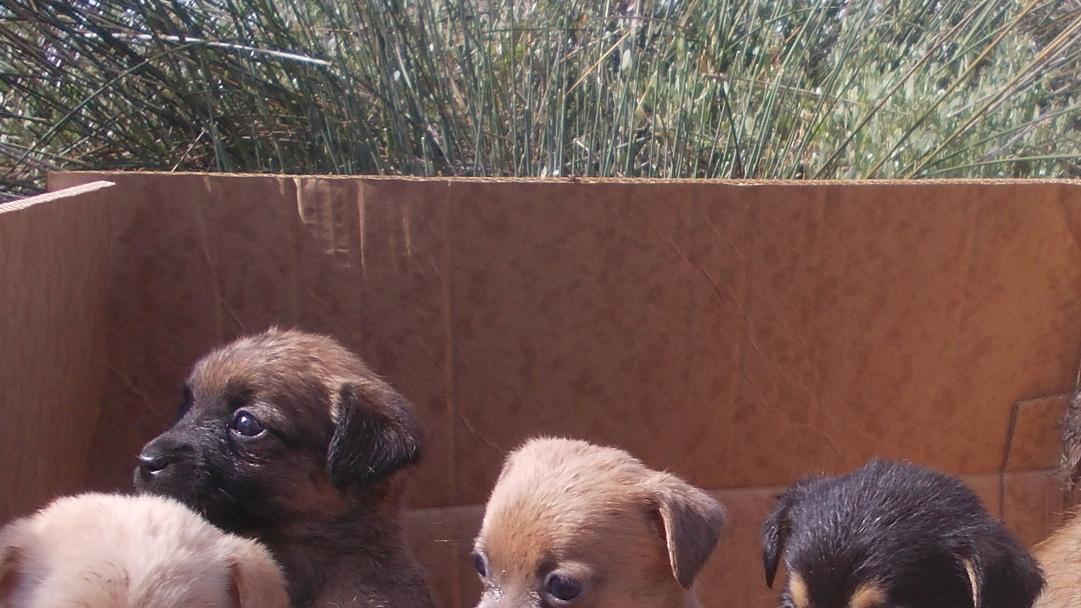 Cucciolate di cani abbandonate, il sindaco fa appello ai cittadini