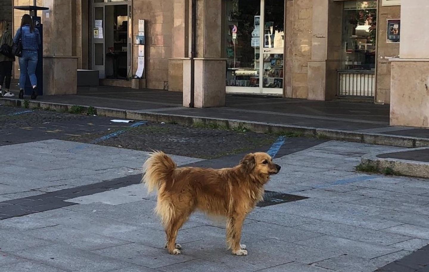 «Il cane Garibaldi? Adottato o in una struttura» 
