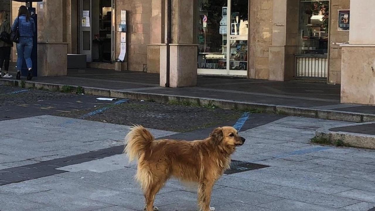 «Il cane Garibaldi? Adottato o in una struttura»